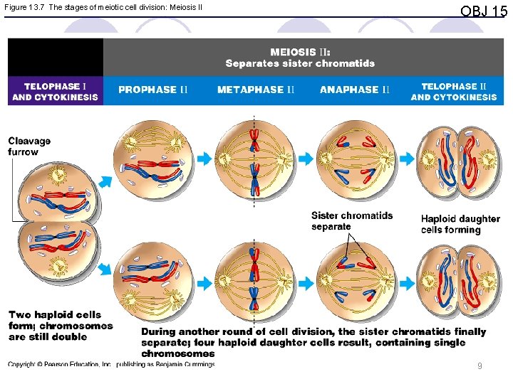 Figure 13. 7 The stages of meiotic cell division: Meiosis II OBJ 15 9