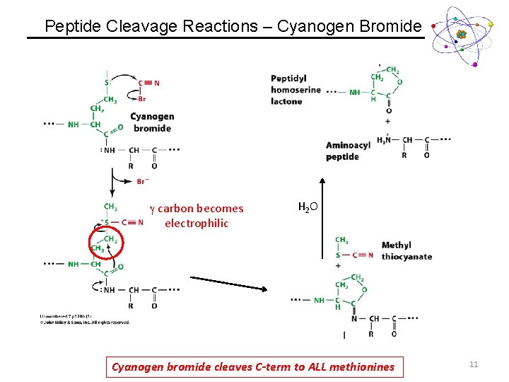 Peptide Cleavage Reactions – Cyanogen Bromide g carbon becomes electrophilic H 2 O Cyanogen