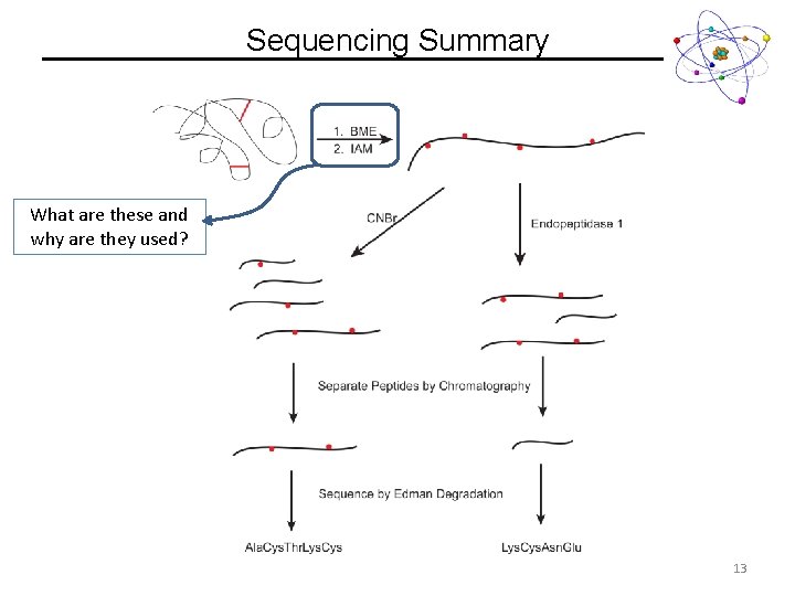 Sequencing Summary What are these and why are they used? 13 