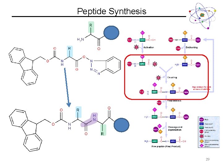 Peptide Synthesis 29 