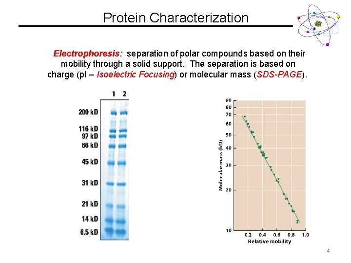 Protein Characterization Electrophoresis: separation of polar compounds based on their mobility through a solid