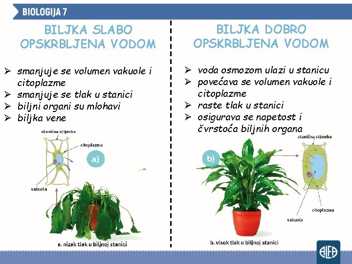 BILJKA SLABO OPSKRBLJENA VODOM Ø smanjuje se volumen vakuole i citoplazme Ø smanjuje se