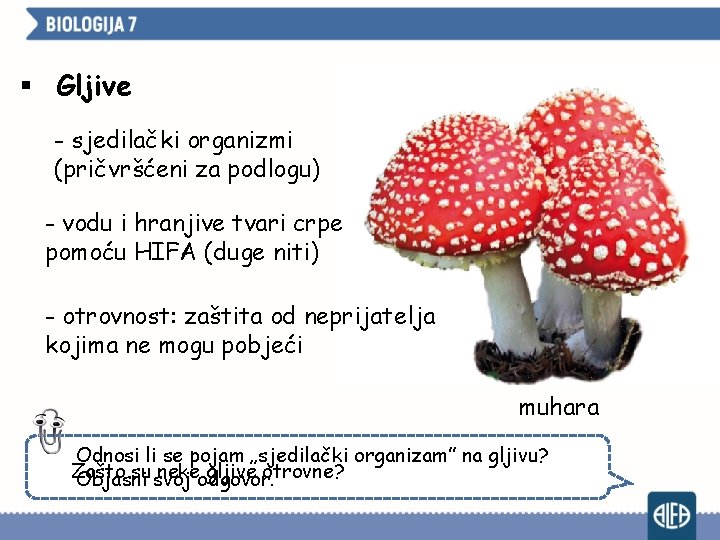 § Gljive - sjedilački organizmi (pričvršćeni za podlogu) - vodu i hranjive tvari crpe