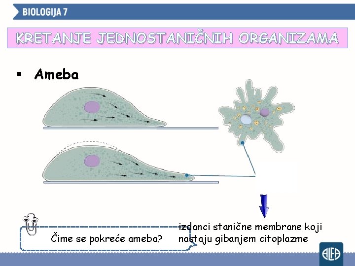 KRETANJE JEDNOSTANIČNIH ORGANIZAMA § Ameba Čime se pokreće ameba? izdanci stanične membrane koji nastaju