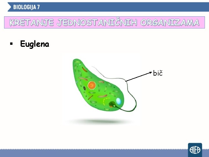 KRETANJE JEDNOSTANIČNIH ORGANIZAMA § Euglena bič 