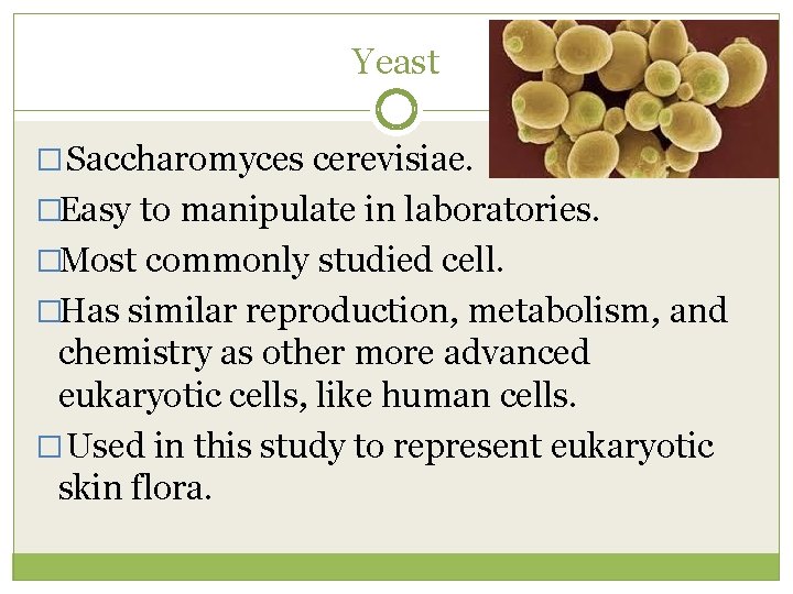 Yeast � Saccharomyces cerevisiae. �Easy to manipulate in laboratories. �Most commonly studied cell. �Has