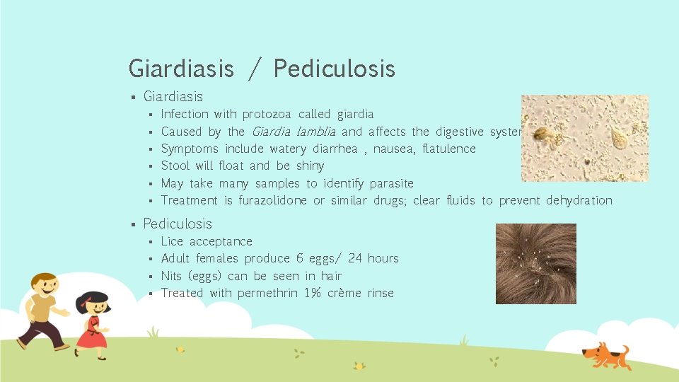 Giardiasis / Pediculosis § Giardiasis § § § § Infection with protozoa called giardia