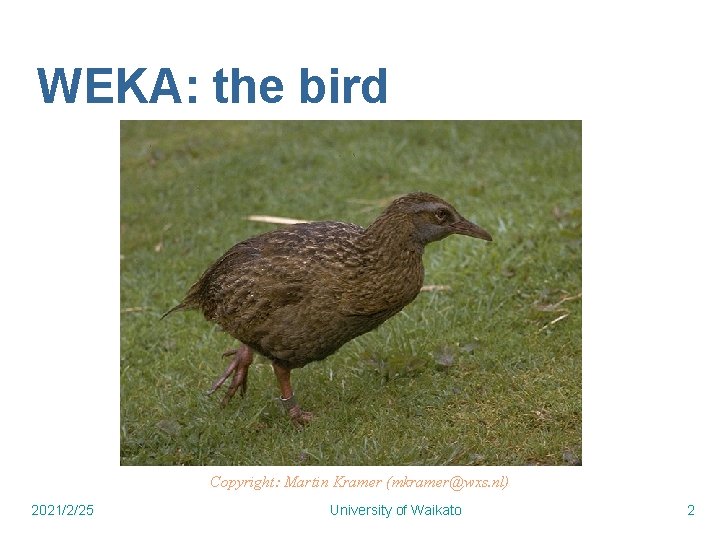 WEKA: the bird Copyright: Martin Kramer (mkramer@wxs. nl) 2021/2/25 University of Waikato 2 