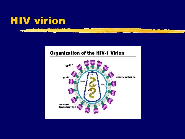 HIV virion 