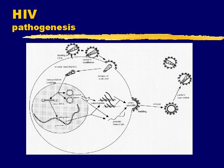 HIV pathogenesis HIV pathogenesis