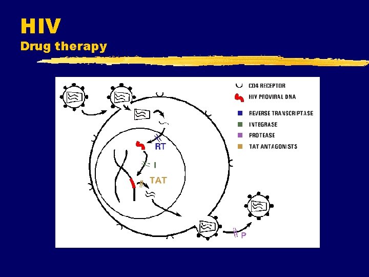 HIV Drug therapy HIV Drug therapy