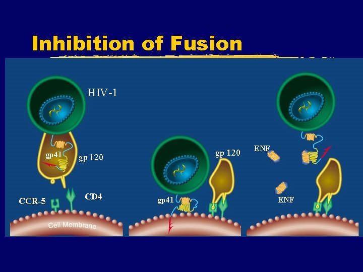 Inhibition of Fusion HIV-1 gp 41 CCR-5 gp 120 CD 4 gp 41 ENF Inhibition of Fusion HIV-1 gp 41 CCR-5 gp 120 CD 4 gp 41 ENF