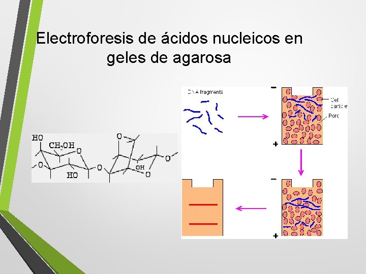 Electroforesis de ácidos nucleicos en geles de agarosa 