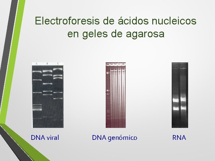 Electroforesis de ácidos nucleicos en geles de agarosa DNA viral DNA genómico RNA 