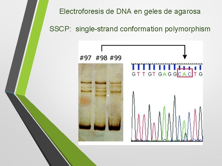 Electroforesis de DNA en geles de agarosa SSCP: single-strand conformation polymorphism 
