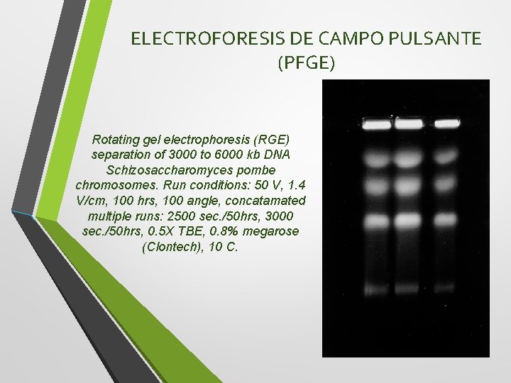 ELECTROFORESIS DE CAMPO PULSANTE (PFGE) Rotating gel electrophoresis (RGE) separation of 3000 to 6000