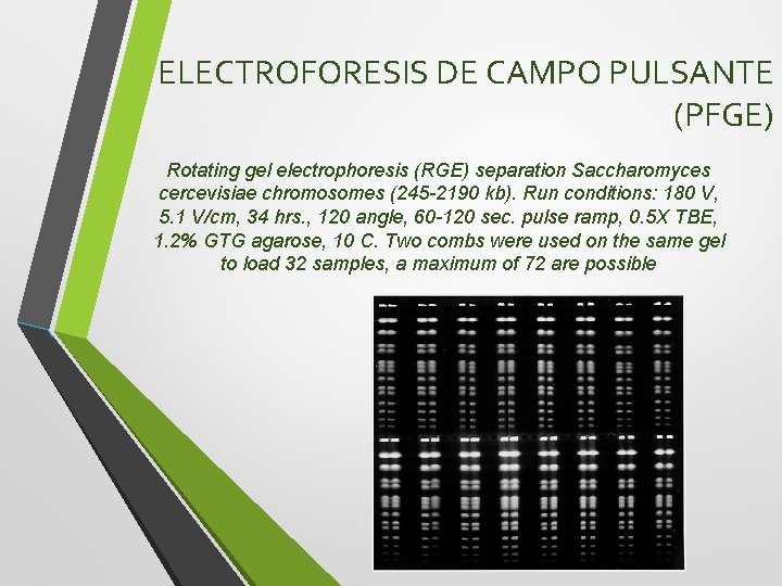 ELECTROFORESIS DE CAMPO PULSANTE (PFGE) Rotating gel electrophoresis (RGE) separation Saccharomyces cercevisiae chromosomes (245