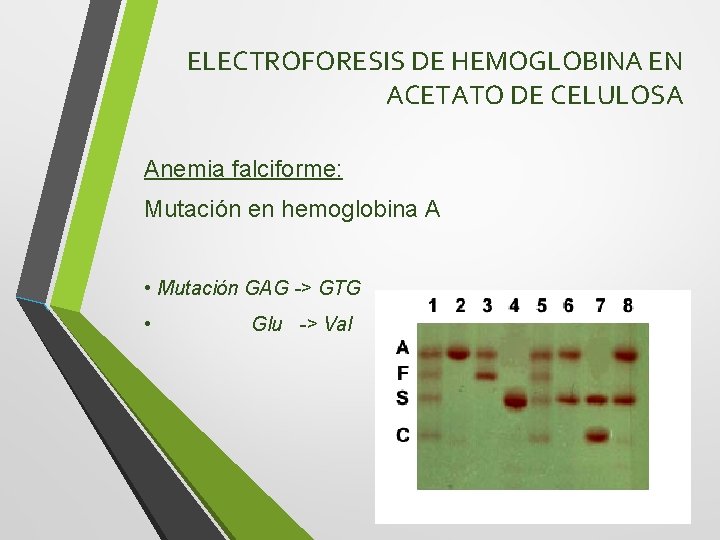 ELECTROFORESIS DE HEMOGLOBINA EN ACETATO DE CELULOSA Anemia falciforme: Mutación en hemoglobina A •