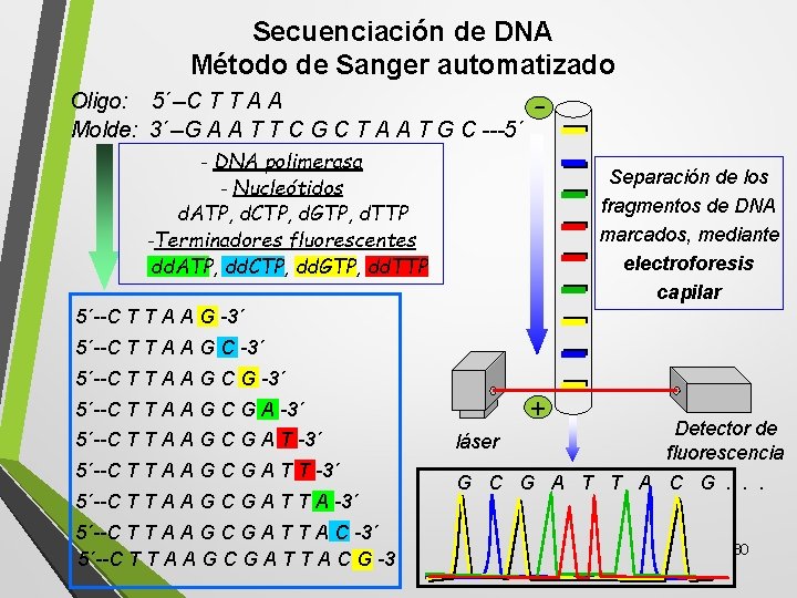 Secuenciación de DNA Método de Sanger automatizado Oligo: 5´--C T T A A Molde: