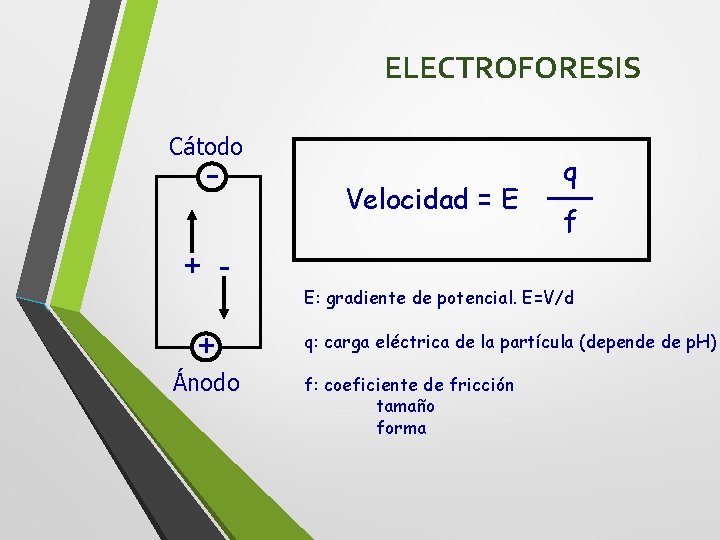 ELECTROFORESIS Cátodo - Velocidad = E q f + E: gradiente de potencial. E=V/d