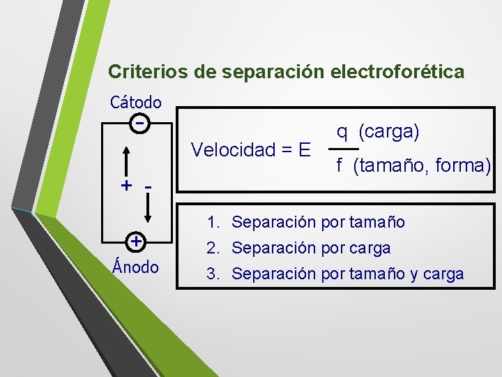 Criterios de separación electroforética Cátodo - Velocidad = E + + Ánodo q (carga)
