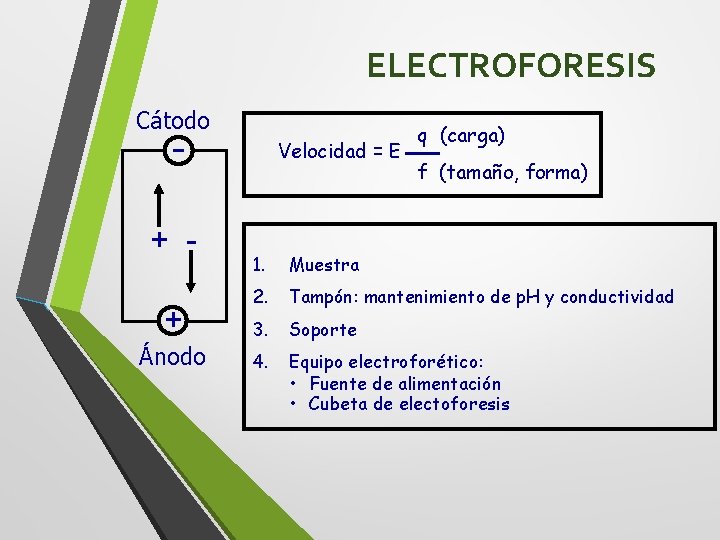 ELECTROFORESIS Cátodo - + + Ánodo Velocidad = E q (carga) f (tamaño, forma)