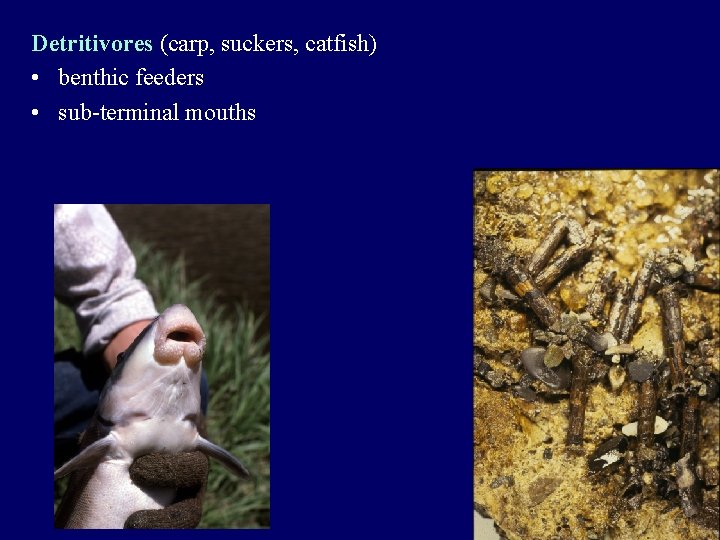 Detritivores (carp, suckers, catfish) • benthic feeders • sub-terminal mouths 