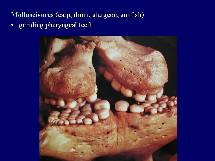 Molluscivores (carp, drum, sturgeon, sunfish) • grinding pharyngeal teeth 