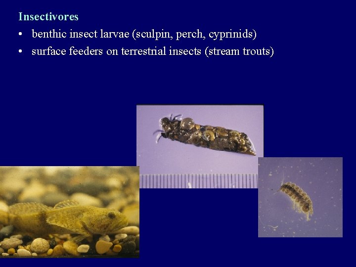 Insectivores • benthic insect larvae (sculpin, perch, cyprinids) • surface feeders on terrestrial insects