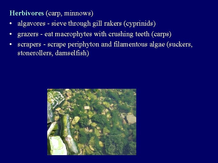 Herbivores (carp, minnows) • algavores - sieve through gill rakers (cyprinids) • grazers -