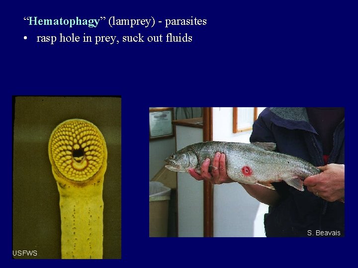 “Hematophagy” (lamprey) - parasites • rasp hole in prey, suck out fluids S. Beavais