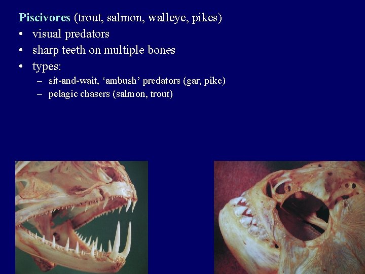 Piscivores (trout, salmon, walleye, pikes) • visual predators • sharp teeth on multiple bones