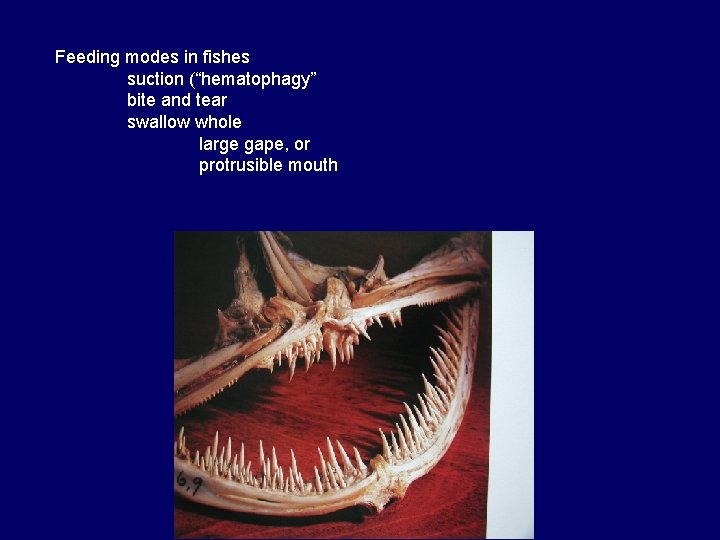 Feeding modes in fishes suction (“hematophagy” bite and tear swallow whole large gape, or