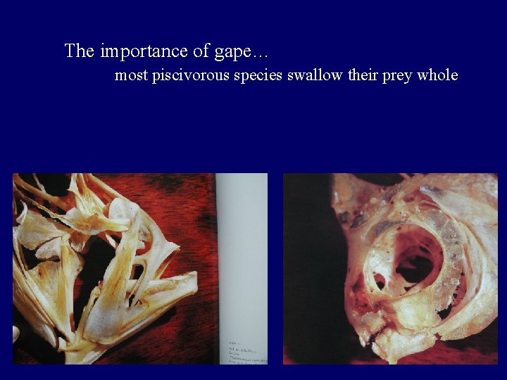 The importance of gape… most piscivorous species swallow their prey whole 