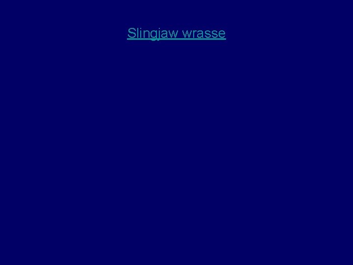 Slingjaw wrasse 