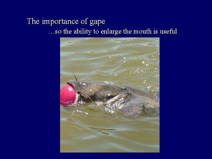 The importance of gape …so the ability to enlarge the mouth is useful 