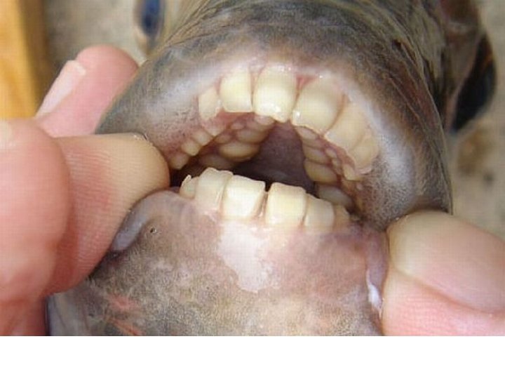 Perciformes: Bumphead parrotfish 