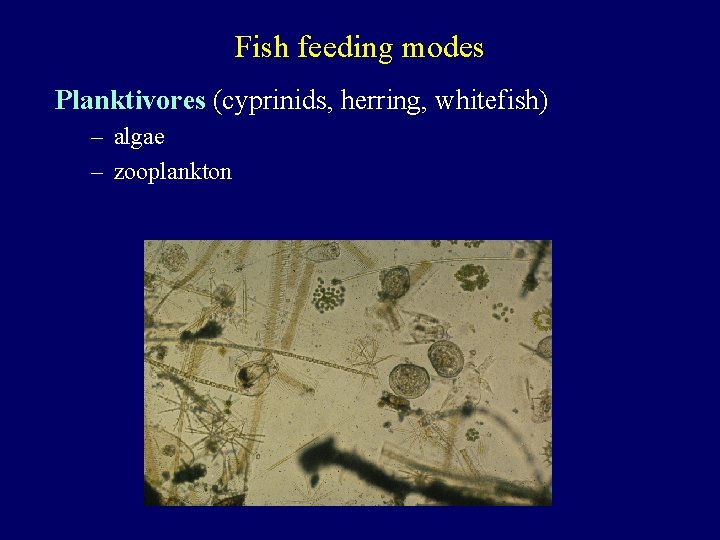 Fish feeding modes Planktivores (cyprinids, herring, whitefish) – algae – zooplankton 
