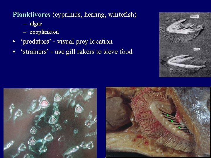 Planktivores (cyprinids, herring, whitefish) – algae – zooplankton • ‘predators’ - visual prey location