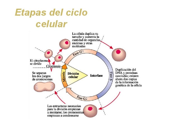 Etapas del ciclo celular 