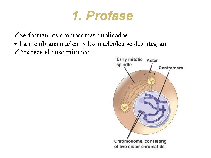1. Profase üSe forman los cromosomas duplicados. üLa membrana nuclear y los nucléolos se