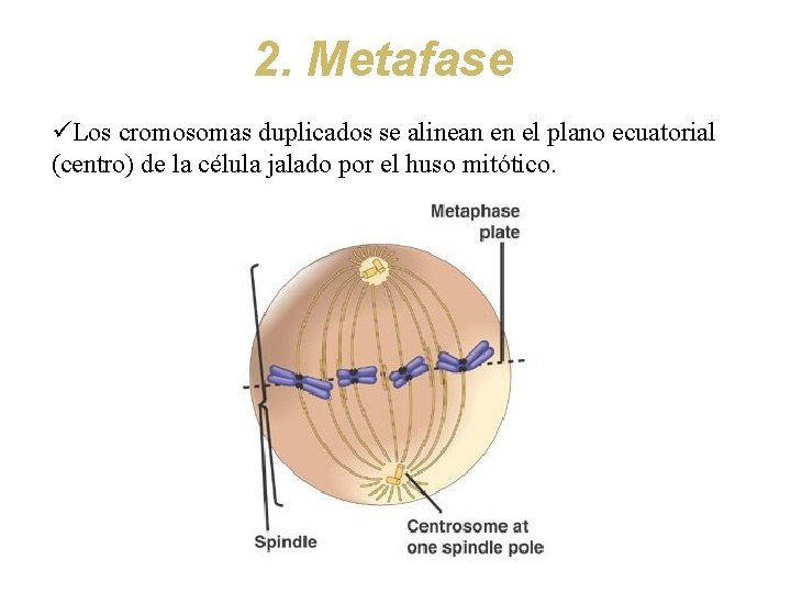 2. Metafase üLos cromosomas duplicados se alinean en el plano ecuatorial (centro) de la
