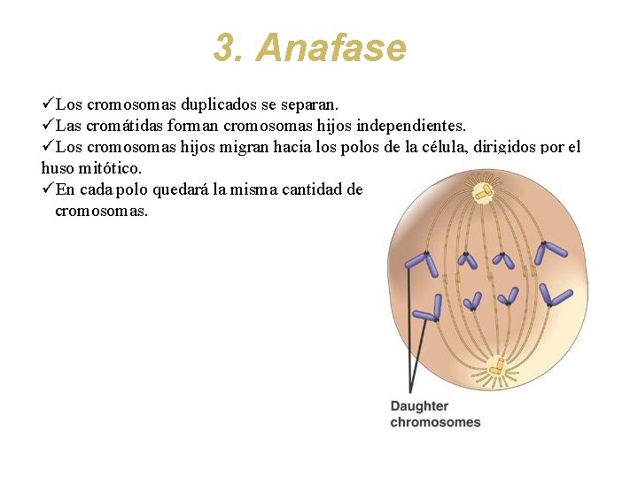 3. Anafase üLos cromosomas duplicados se separan. üLas cromátidas forman cromosomas hijos independientes. üLos