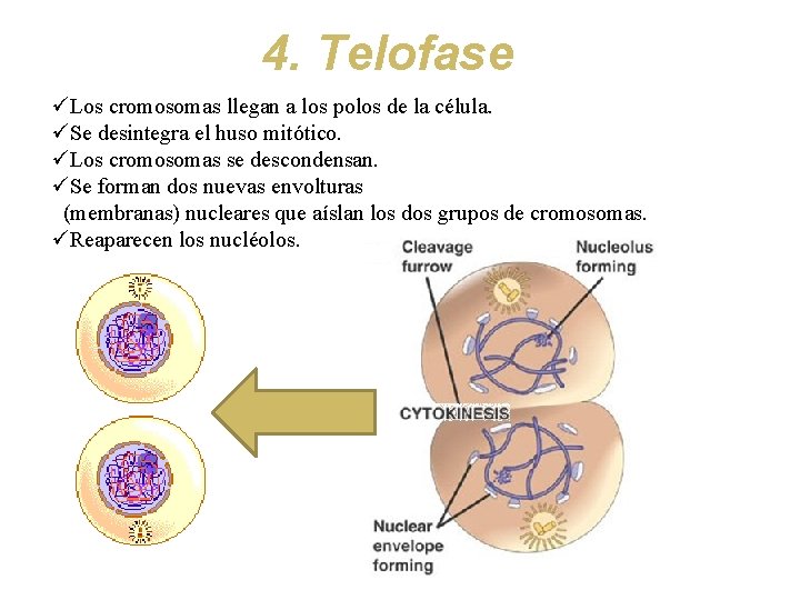 4. Telofase üLos cromosomas llegan a los polos de la célula. üSe desintegra el