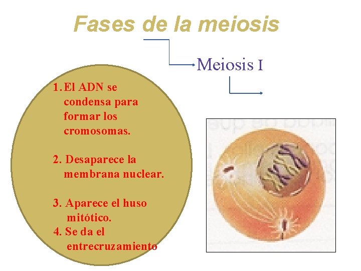 Fases de la meiosis Meiosis I 1. El ADN se condensa para formar los