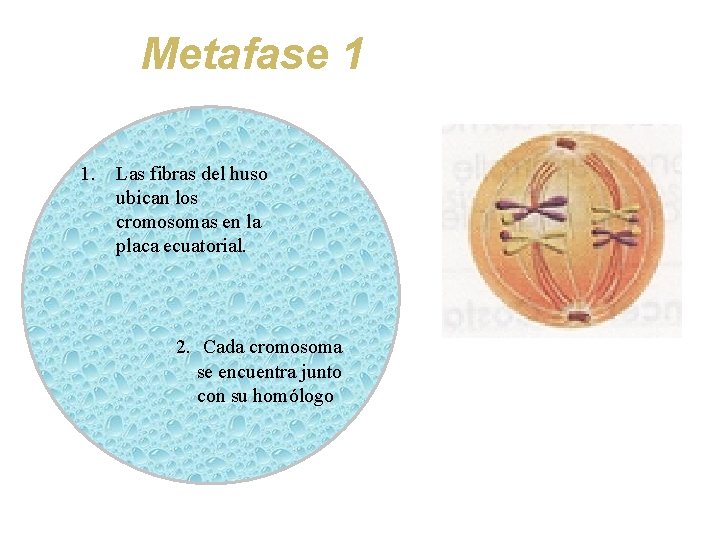 Metafase 1 1. Las fibras del huso ubican los cromosomas en la placa ecuatorial.