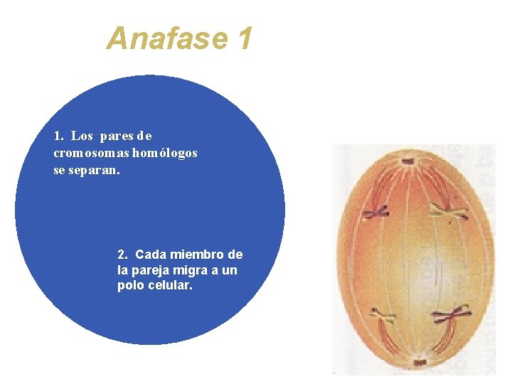 Anafase 1 1. Los pares de cromosomas homólogos se separan. 2. Cada miembro de