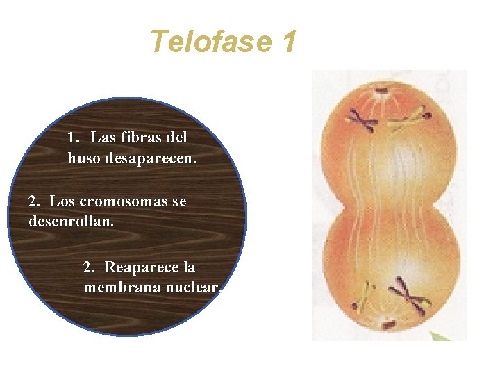 Telofase 1 1. Las fibras del huso desaparecen. 2. Los cromosomas se desenrollan. 2.