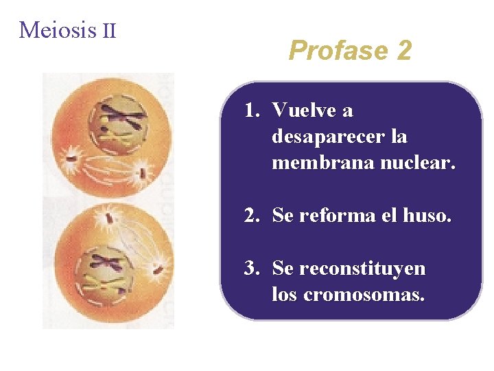 Meiosis II Profase 2 1. Vuelve a desaparecer la membrana nuclear. 2. Se reforma