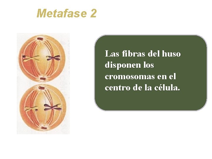 Metafase 2 Las fibras del huso disponen los cromosomas en el centro de la